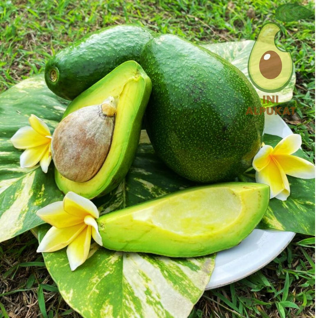 

Alpukat Mentega Mini Bergaransi INI ALPUKAT berisi 6-7