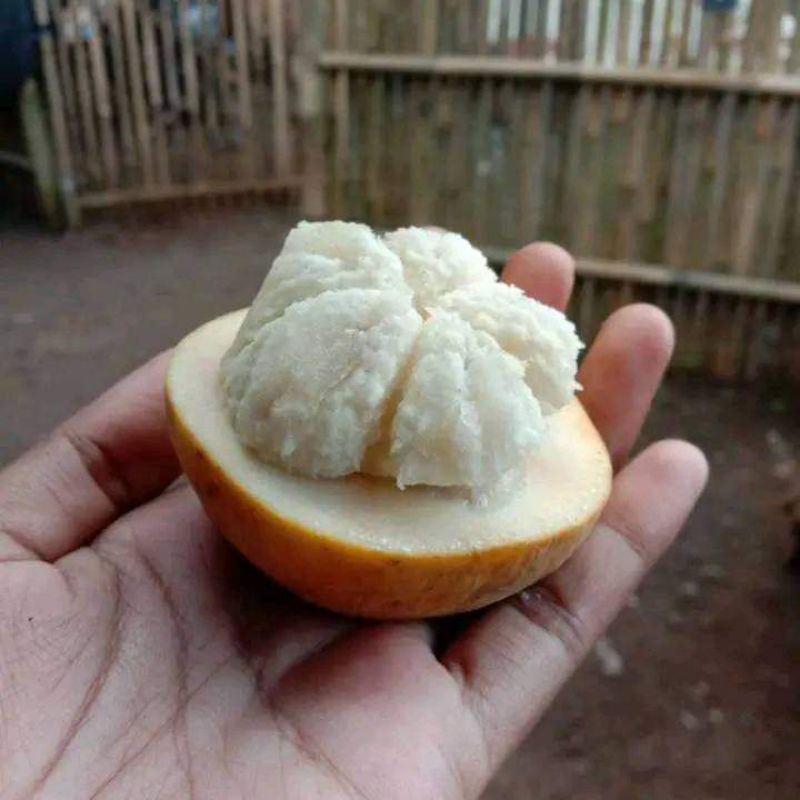 

buah kecapi langka murah