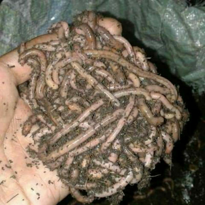UMPAN PANCING - CACING  SUSU / FOSFOR 1/2 kg PREMIUM GRM