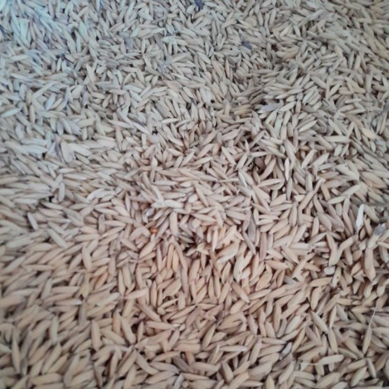 

Gabah Putih Eceran 200 gr
