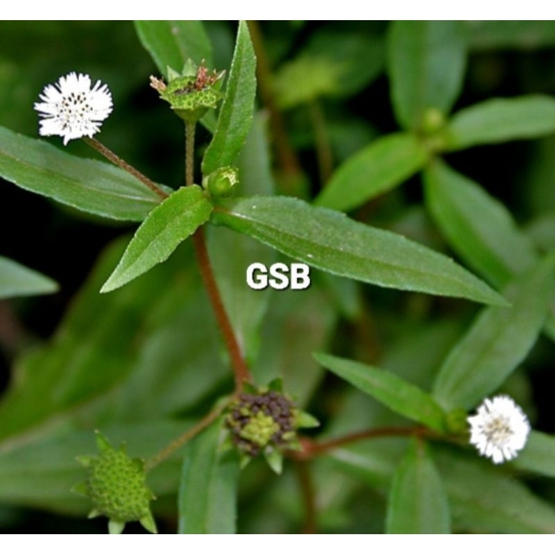 

Daun urang aring segar petik langsung