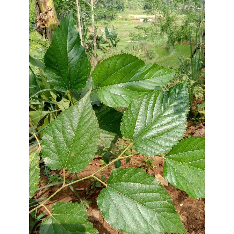 

Daun murbei / babasaran 500gr