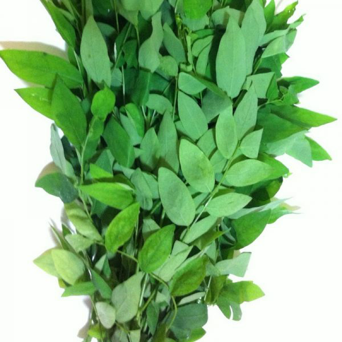 

DAUN KATUK