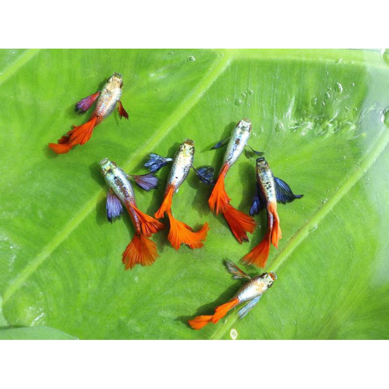 GUPPY PLATINUM RED TAIL DUMBO EAR