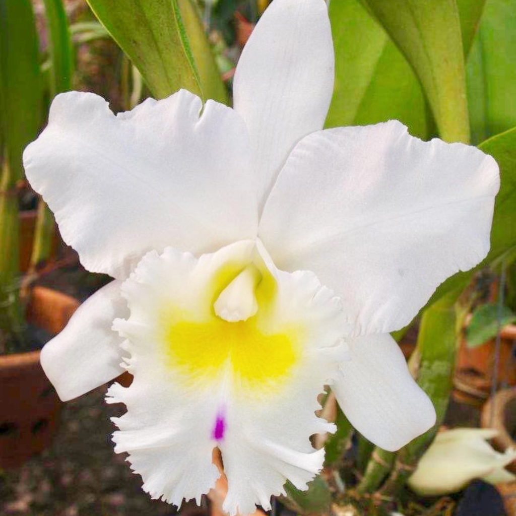 Anggrek Pastoral 'Innocence' CATTLEYA TAIWAN remaja / dewasa (sudah berbunga berkali-kali) - BUMI OR