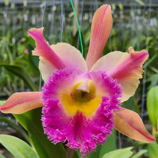 NEW ANGGREK RLC. THAMAI GLORY 'CLONE #001' CATTLEYA TAIWAN REMAJA / DEWASA (SUDAH BERBUNGA