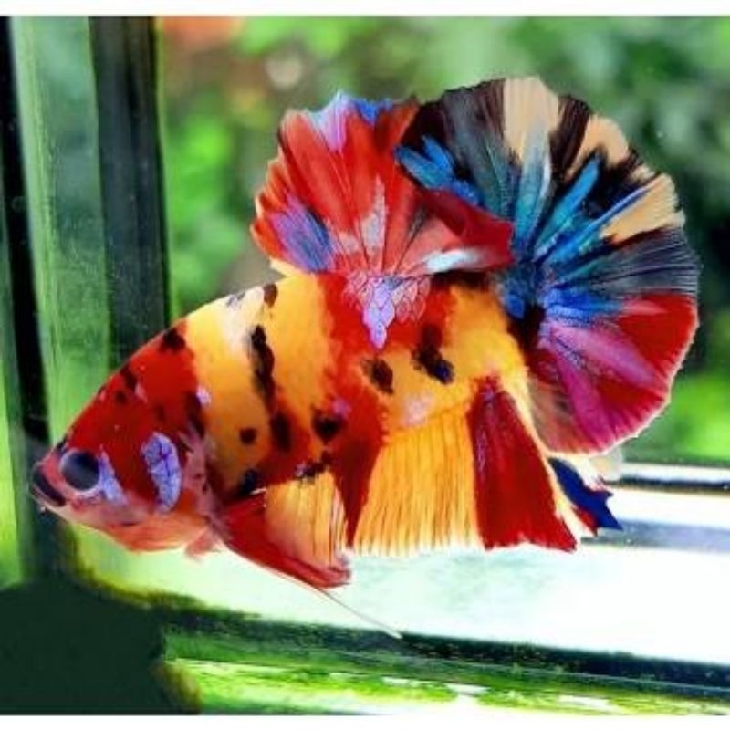 Cupang Yellow Base Multicolour Tersedia Jantan dan Betina