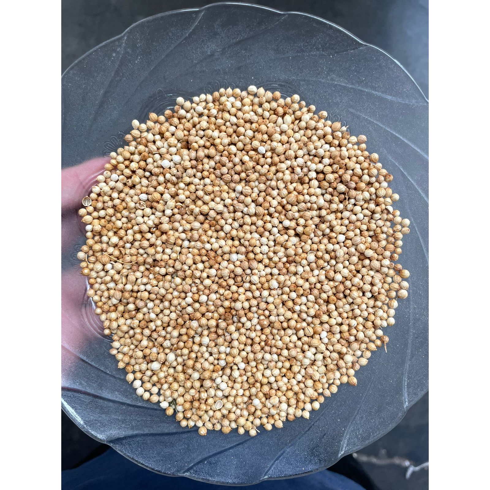 

Ketumbar Kuning 250gr (1/4kg) FRESH!