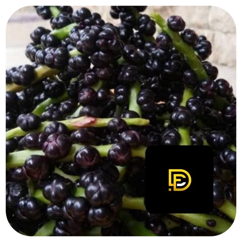 

Buah angkung biji buah angkung segar-az