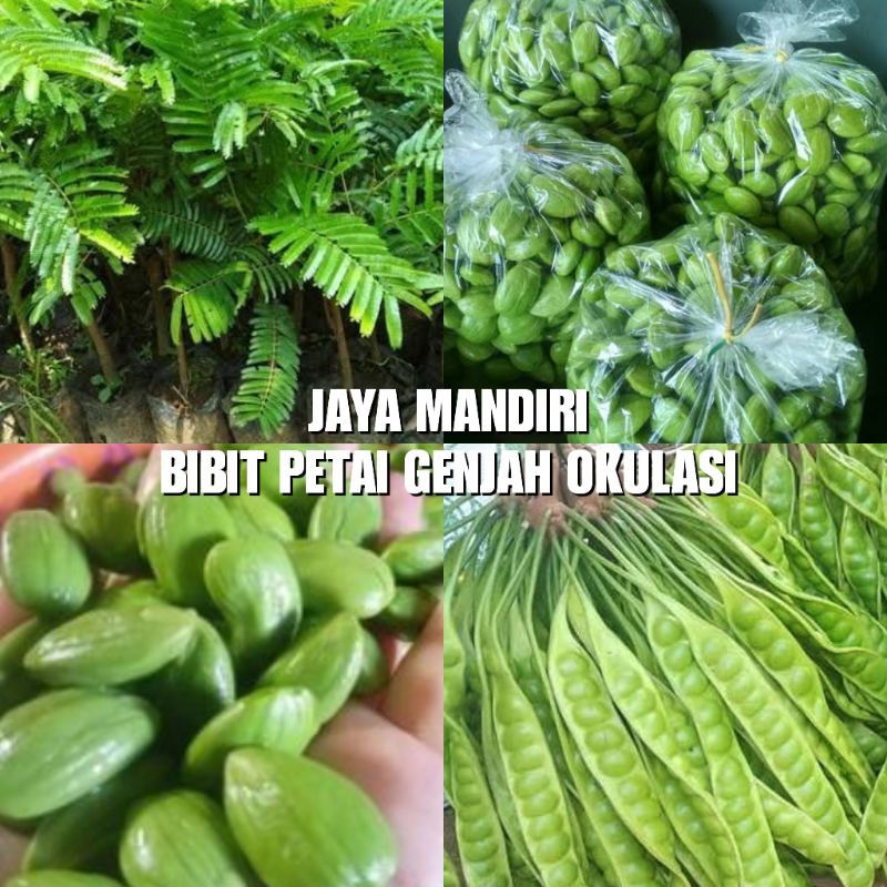 BIBIT PETE (PETAI) HIBRIDA SUPER