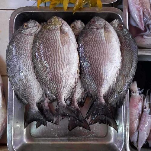 

PASAR ONLINE MURAH - IKAN LAUT BARONANG 1KG