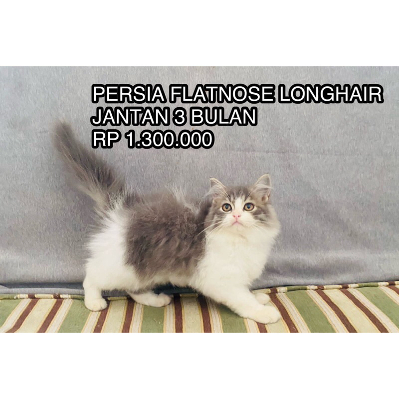 KUCING PERSIA HIMALAYA RAGDOLL NORWEGIAN MAINECOON KITTEN