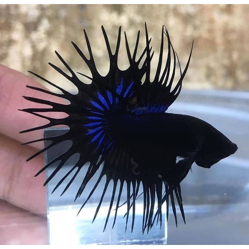 ikan cupang crowntail black orchid