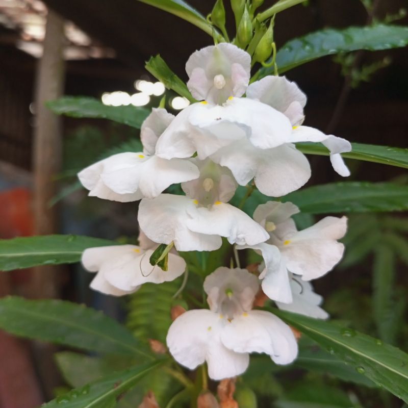 Bibit Bunga Pacar Air Kencong Warna Putih Pink Ungu Purple Soft Merah