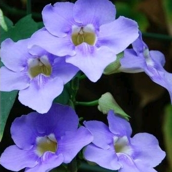 tanaman hias Thunbergia bunga ungu putih