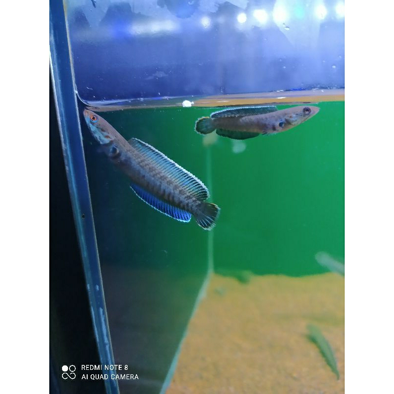 chana andrao size 4-5 cm grade A+++