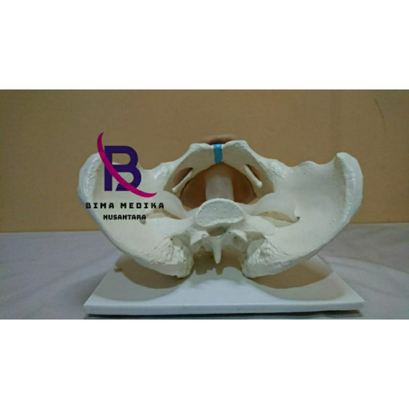 PHANTOM / MANIKIN KERANGKA PANGGUL WANITA / MANIKIN KERANGKA KELAMIN WANITA