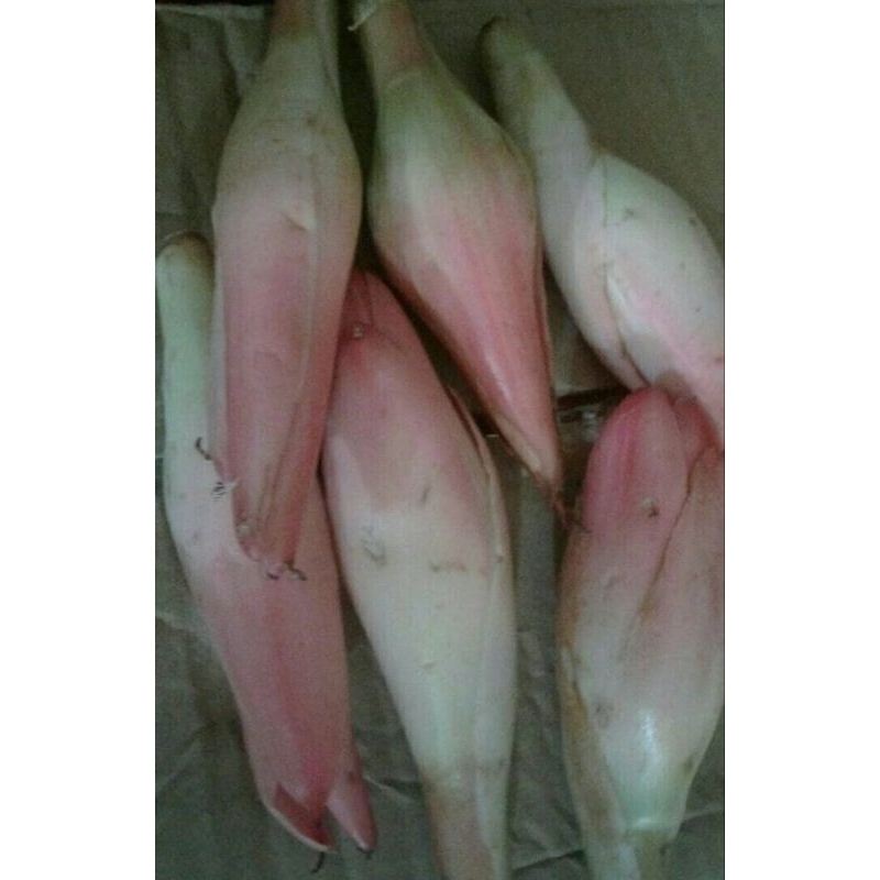 

Kecombrang / Kincung / Honje 1 kg