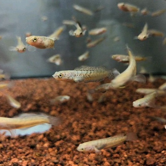 Channa Baby Stewarti Size 3 cm ++