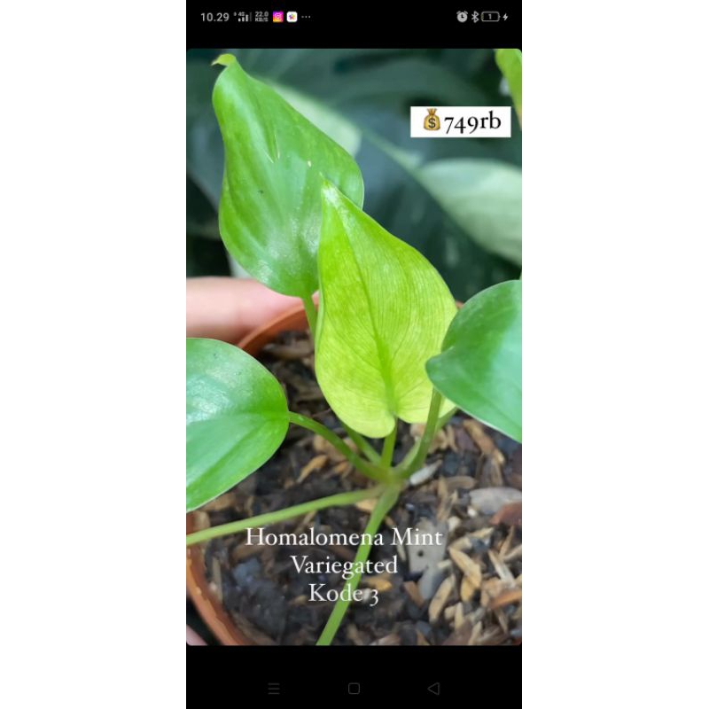 Homalomena Mint Variegated kode 3