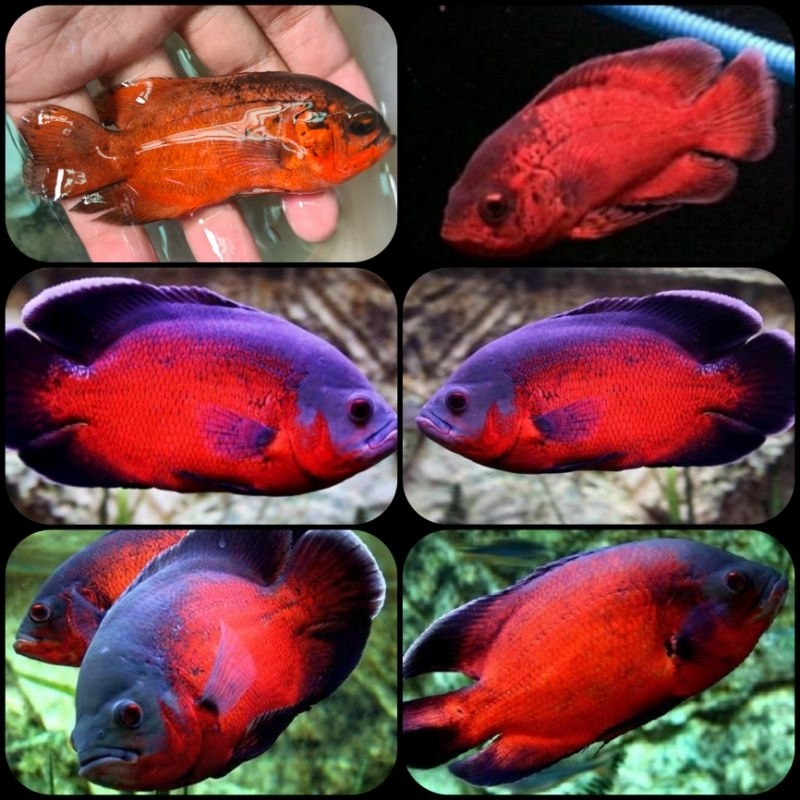 ikan oscar paris tembaga untuk aquarium