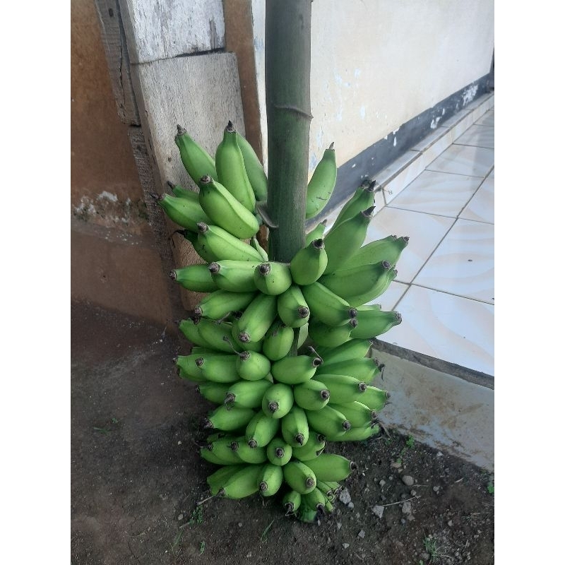 

Pisang mini/berlin Fresh