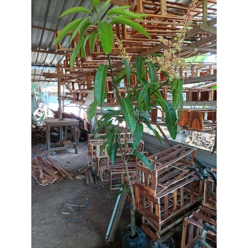 Mangga  Berbunga