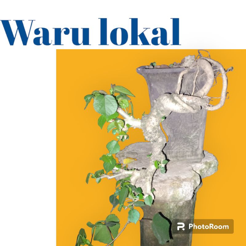BONSAI waru lokal