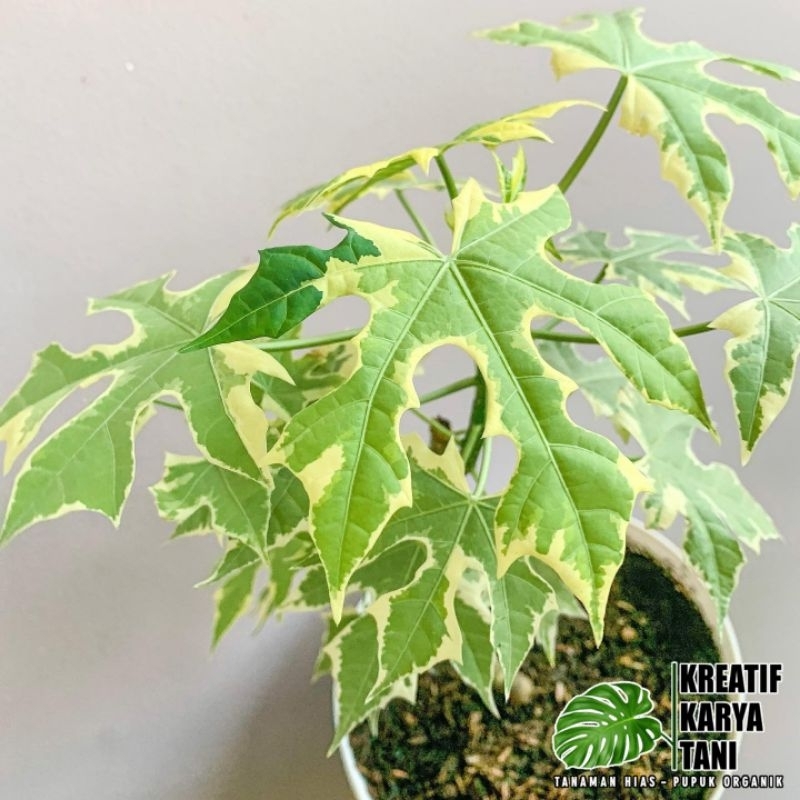 Tanaman hias pepaya jepang varigata - Pepaya jepang varigata