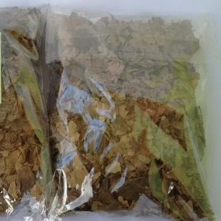 

DAUN JATI BELANDA/ GUAZUMA ULMIFOLIA HERBAL TERBAIK-1 KG