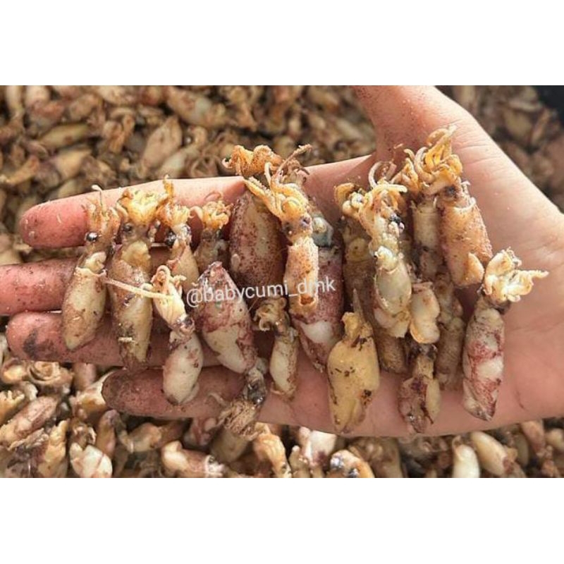 

Beby cumi partai jumbo 10kg ukuran 0,5-1cm