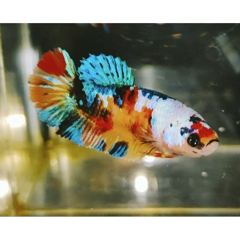 Female Nemo Candy Yellow Base Cupang Multicolor 70% Up Mutasi