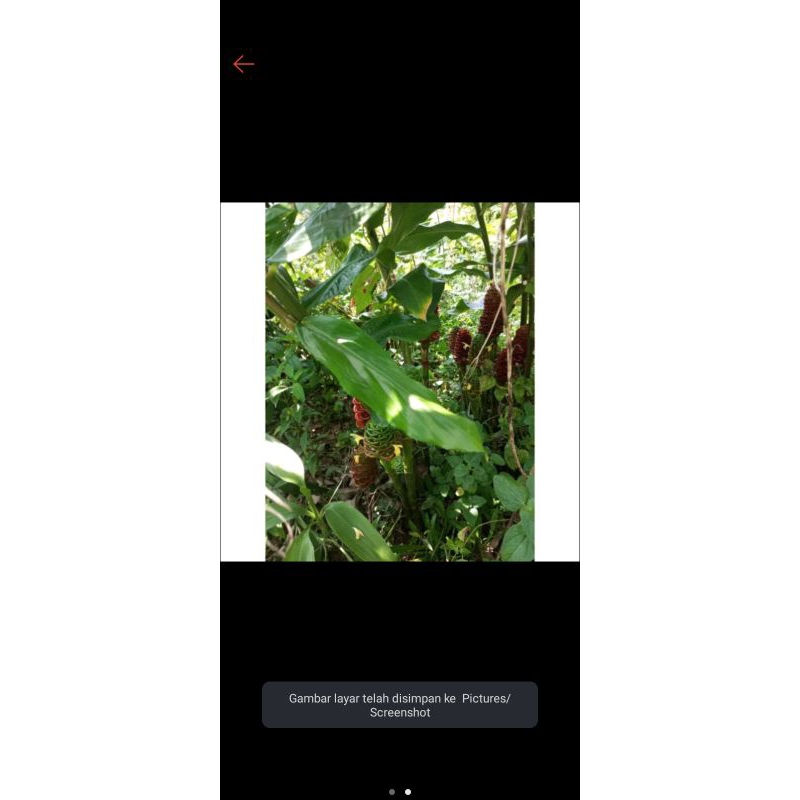 

Daun lempuyang segar 500gram