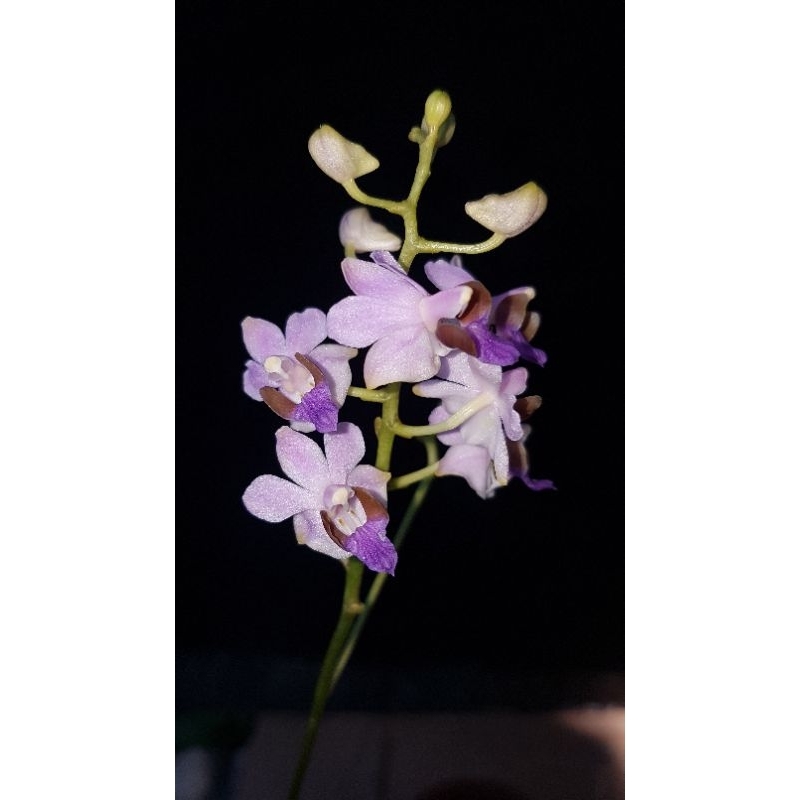 Anggrek Doritis Blue Plant Sehat Rimbun Kondisi Berbunga Cantik