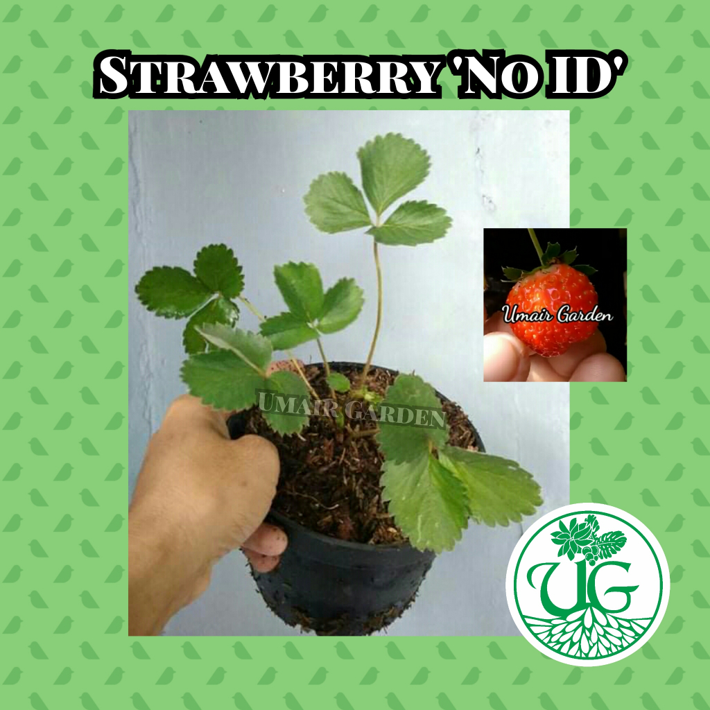 Strawberry "No id"