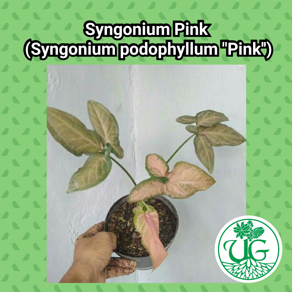 Syngonium Pink (Syngonium podophyllum "Pink'')