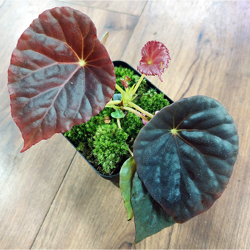 Begonia Sp. Cobra