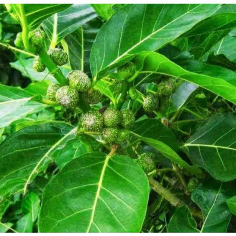 

Daun Awar - Awar segar langsung petik 200 gram