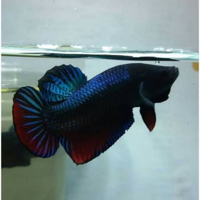 ikan cupang  aduan katong medan size M/L
