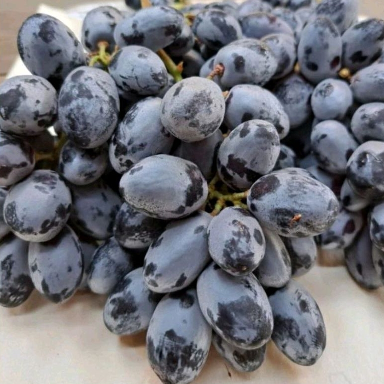 

BUAH ANGGUR HITAM TANPA BIJI FRESH (1kg)