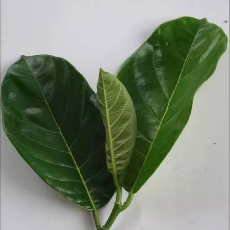 

Daun Pohon Nangka Segar 250 Gram