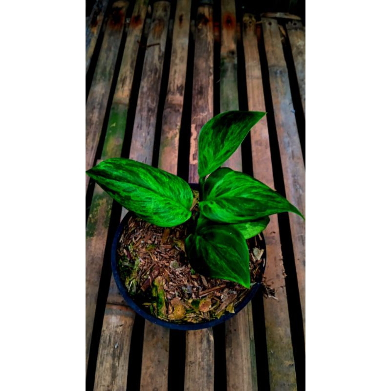 Scindapsus Variegata Varkun