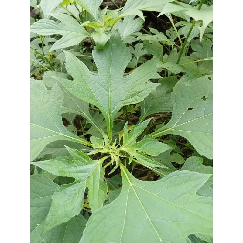 

Daun insulin/ kipahit 500 gr