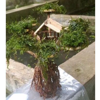 bonsai rumah pohon beringin - aquascape - akar senggani original 100%