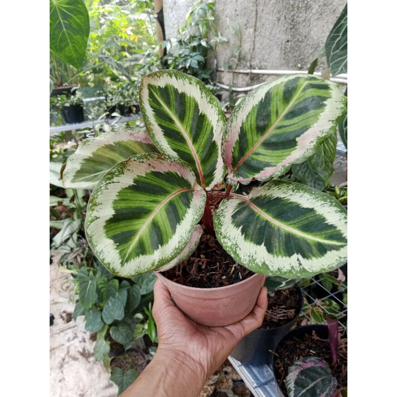 calathea angela