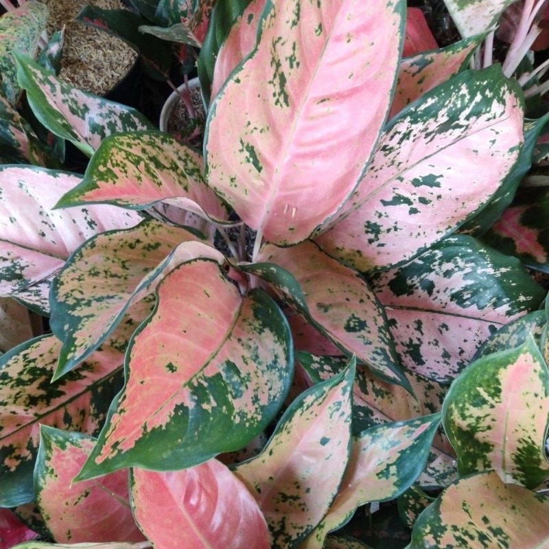 aglonema kochin tembaga monvori