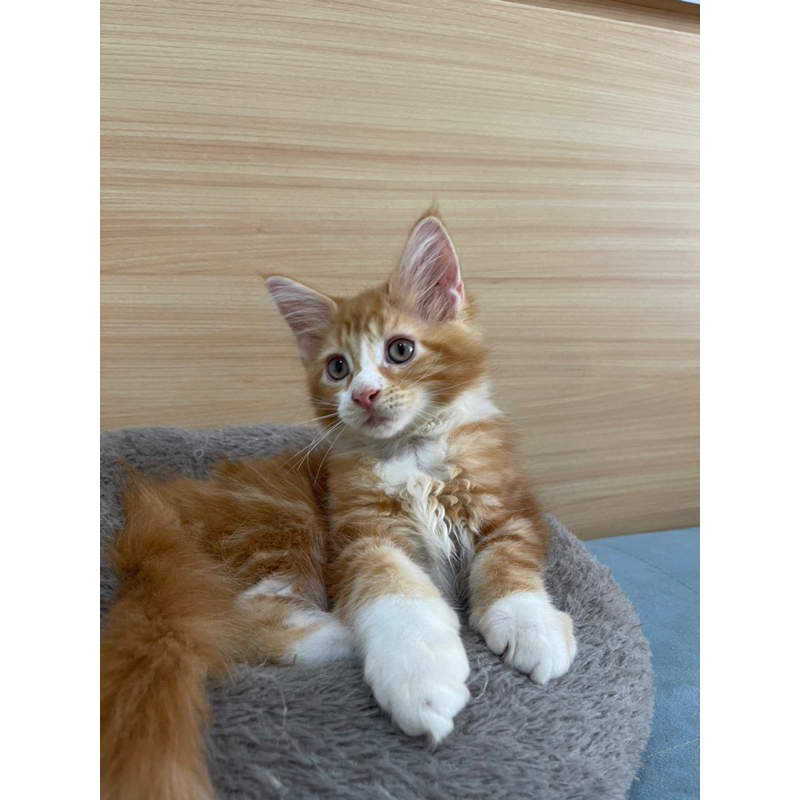 Kitten Mainecoon Ped Jantan / Kucing Mainecoon