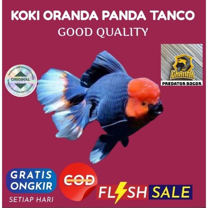 ikan mas koki Oranda panda tanco size 10-12cm hiasan aquarium kualitas sesuai dengan gambar