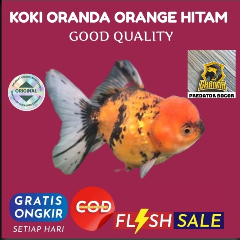 ikan mas koki Oranda orange hitam size 10-12 jumbo cm hiasan aquarium kualitas sesuai foto produk