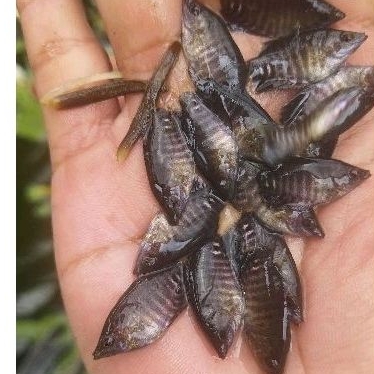bibit ikan gurame soang ukuran korekgas jempol